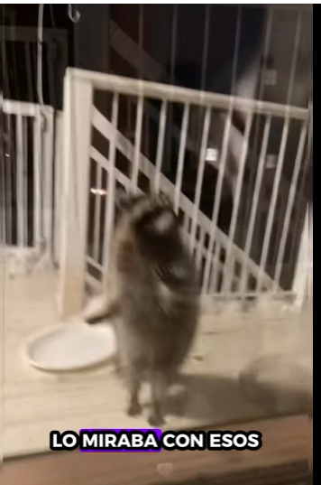 Rescatar mapaches (Parte 2)