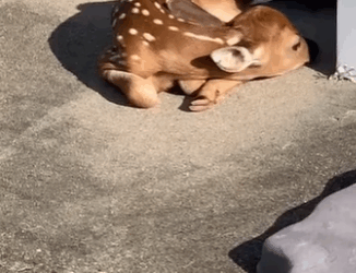 Rescata al ciervo (Parte 2)