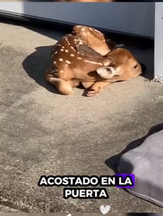 Rescata al ciervo (Parte 2)