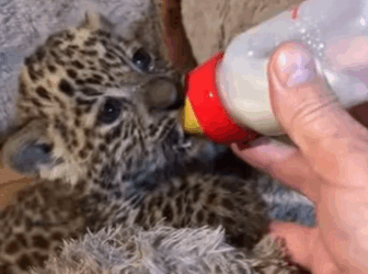 Rescatando al cachorro de leopardo (Parte 2)