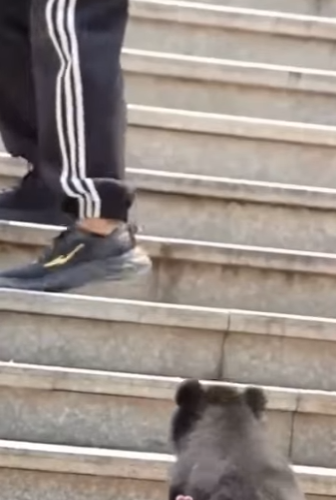 rescate de un cachorro de oso negro (Parte 2)