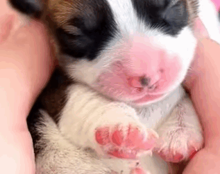 Un hombre rescató un cachorro recién nacido de camino casa (Parte 2)