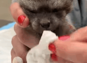 A1011001 Rescate de zorros orejudos (Parte 2)