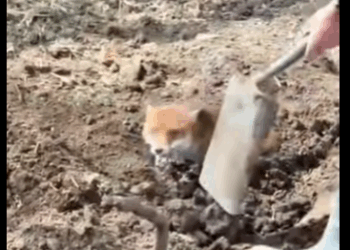 A1011002 Zorros rescatados (Parte 1)