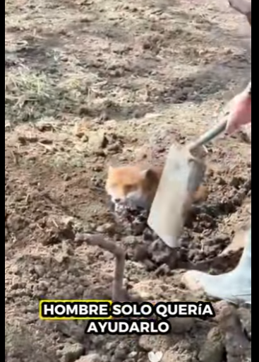 A1011002 Zorros rescatados (Parte 1)