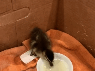 A1011003 Patos rescatados (Parte 2)