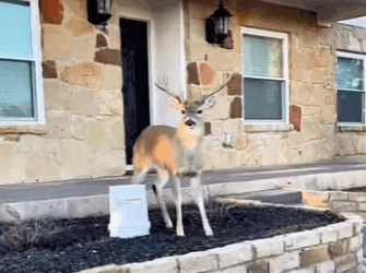 A1011005 Rescate de ciervos (Parte 2)