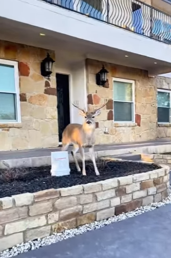 A1011005 Rescate de ciervos (Parte 2)