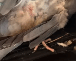 A1011006 Palomas de rescate (Parte 2)