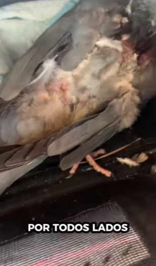 A1011006 Palomas de rescate (Parte 2)