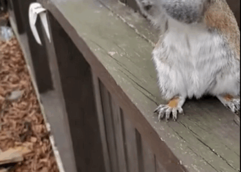 Ardillas de rescate (Part 2)