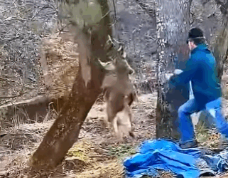 A1011007 Rescate de ciervos (Parte 2)