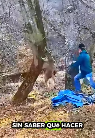 A1011007 Rescate de ciervos (Parte 2)