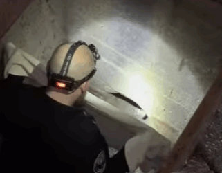 A1011008 Rescate de ciervos (Parte 2)