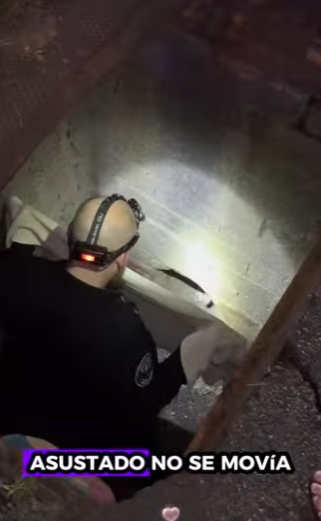 A1011008 Rescate de ciervos (Parte 2)