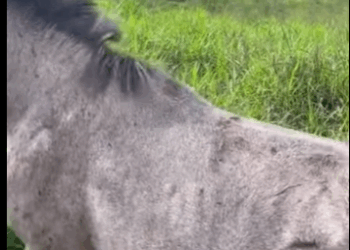 A1011009 Caballo de rescate (Parte 2)