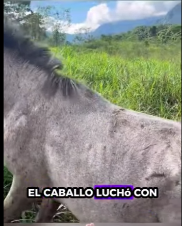 A1011009 Caballo de rescate (Parte 2)