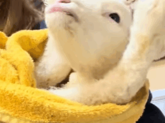 A1011010 Ovejas de rescate (Parte 2)