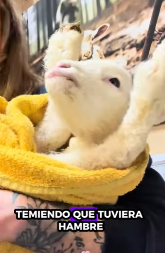 A1011010 Ovejas de rescate (Parte 2)