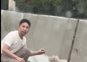 A1011011 Cachorro rescatado (Parte 2)