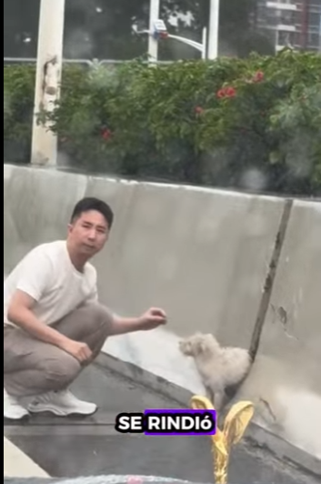 A1011011 Cachorro rescatado (Parte 2)