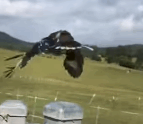 A1011012 Rescata al cucaburra (Parte 2)