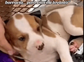 H1011001 Que linda quedo con su camita nueva (Parte 2)