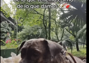 H1011004 Que felicidad verlo en su nueva casita (Parte 2)