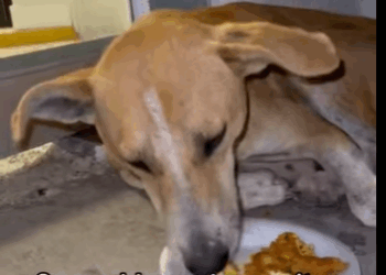 H1011005 No cuesta nada darles un bocadito (Parte 2)