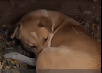 A1011003 A -17 °C, ella se acurrucó alrededor de sus recién nacidos para mantenerlos calientes (Parte 2)