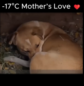 A1011003 A -17 °C, ella se acurrucó alrededor de sus recién nacidos para mantenerlos calientes (Parte 2)