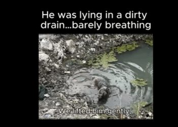 A1011001 Golden retriever enfermo abandonado para morir en una zanja sucia (Parte 2)