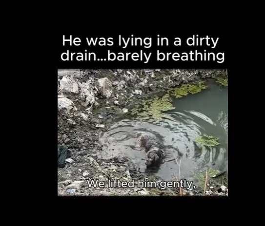 A1011001 Golden retriever enfermo abandonado para morir en una zanja sucia (Parte 2)