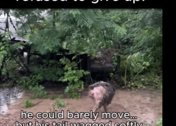 A1011002 La historia del perro abandonado en la tormenta te tocará el corazón! (Parte 2）