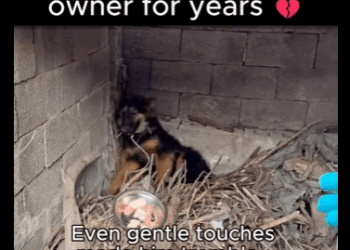 A1011006 El perrito ahora se estremece ante cada movimiento que ve (Parte 2)