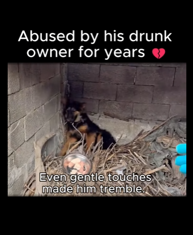 A1011006 El perrito ahora se estremece ante cada movimiento que ve (Parte 2)