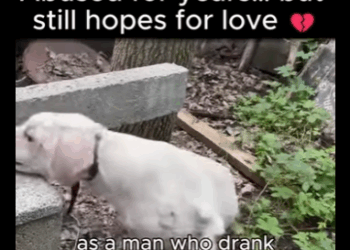 A1011005 Golpeado durante años por su dueño alcohólico, sus ojos aún mostraban esperanza (Parte 2)