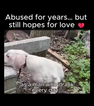 A1011005 Golpeado durante años por su dueño alcohólico, sus ojos aún mostraban esperanza (Parte 2)