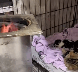 La gatita fue abandonada por su madre porque estaba demasiado débil (Part 2)