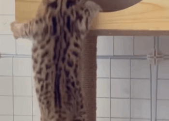 Ocelotes de rescate (Part 2)