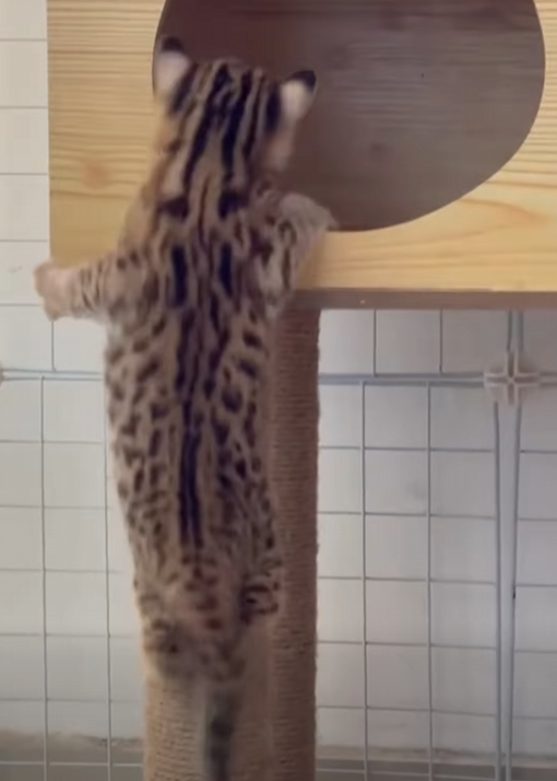 Ocelotes de rescate (Part 2)