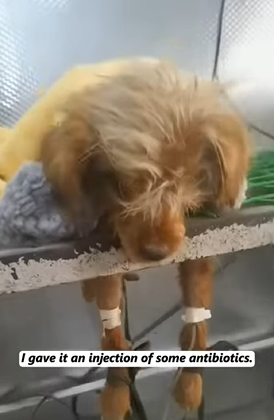 En una calle ruidosa, nadie le prestó atención (Parte 2)