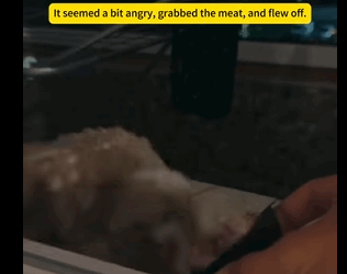 Un búho se estrelló contra el alféizar de la ventana; sus ojos no tienen muy buen aspecto (Parte 2)