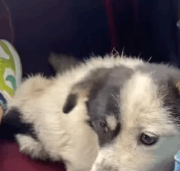 Calle ruidosa, nadie está dispuesto a ayudar a un cachorro discapacitado (Parte 2)