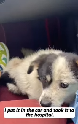Calle ruidosa, nadie está dispuesto a ayudar a un cachorro discapacitado (Parte 2)