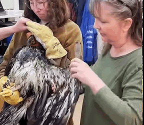 Rescataron un águila herida que se había ahogado tras recibir tratamiento.agle had drowned after treatment (Parte 2)