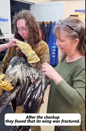 Rescataron un águila herida que se había ahogado tras recibir tratamiento.agle had drowned after treatment (Parte 2)