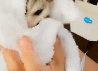 Rescatado… y listo para volver a sonreír (Parte 2)