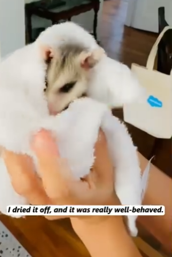 Rescatado… y listo para volver a sonreír (Parte 2)