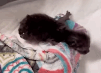 R1111003 Entre lágrimas y esperanza, fue salvado (Parte 2)